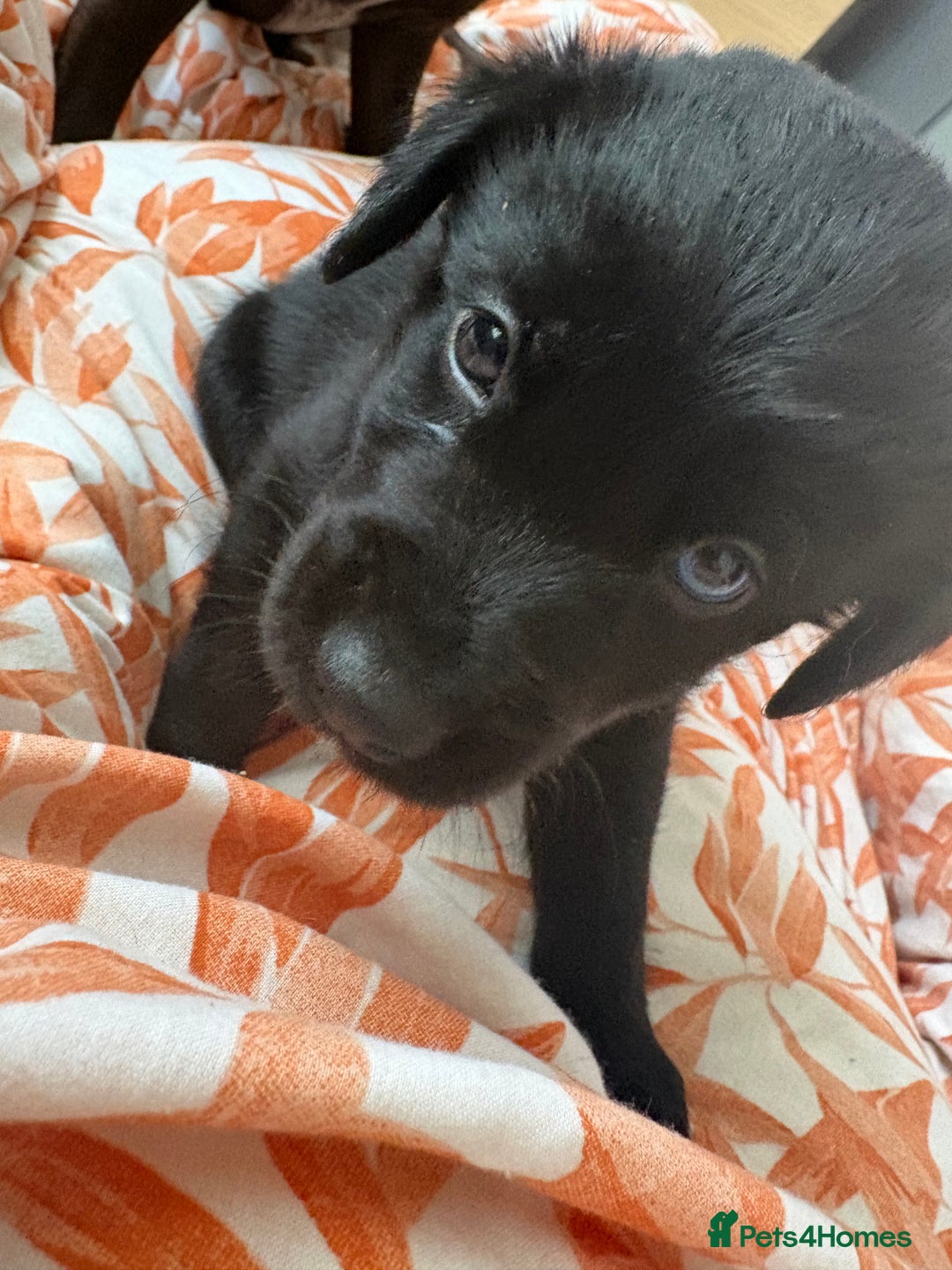 Mixed Breed dogs for sale: Siberian Cocker Puppies  - Image 4