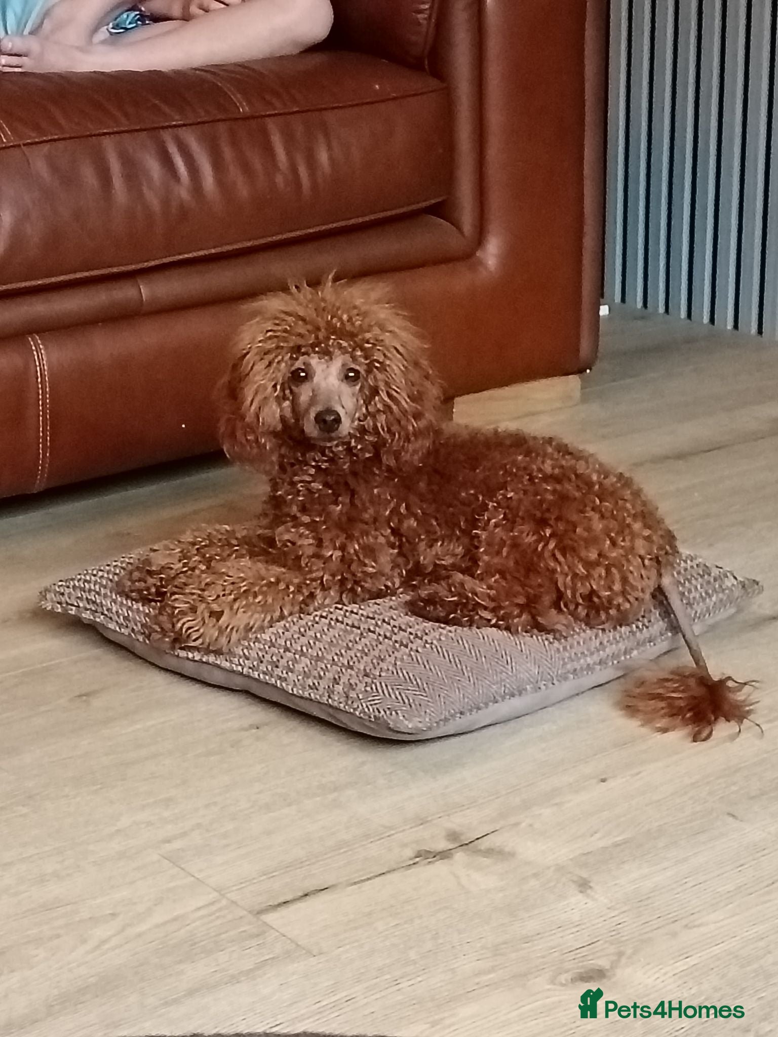 Toy Poodle dogs 7 month toy poodle for sale kc registered  - Advert 7