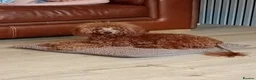 Toy Poodle dogs for sale: 7 month toy poodle for sale kc registered  - Advert 1