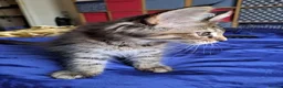 Maine Coon cats for sale: Maine Coon Kittens for Sale - Advert 14