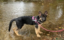 German Shepherd dogs for sale: 5 month old German Shepherd girl - Image 2