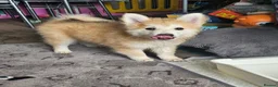 Pomsky dogs for sale: F3 Pomsky Puppies MUST GO - Advert 22