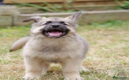 Mixed Breed dogs for sale: Shollies  in Rochdale - Image 12