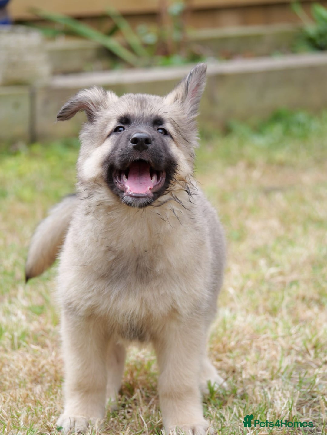 Mixed Breed dogs for sale: Shollies  in Rochdale - Image 12