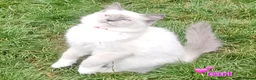 Ragdoll cats for sale: Ragdoll Kittens Ready For Forever Homes - Advert 17
