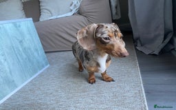 Miniature Dachshund dogs for sale: Looking for a new home for ‘Apple’ - Image 2
