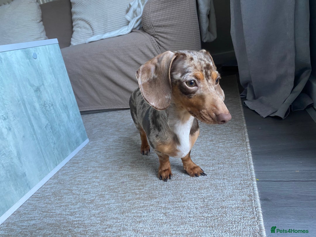 Miniature Dachshund dogs for sale: Looking for a new home for ‘Apple’ - Image 2