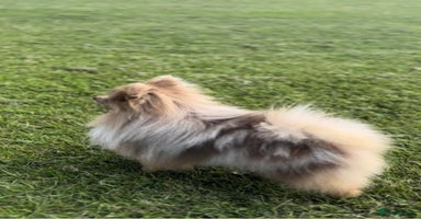 Pomeranian dogs - Advert 4
