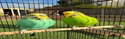 Budgerigars birds for sale: Two budgies, male and female  in Bristol - Advert 4