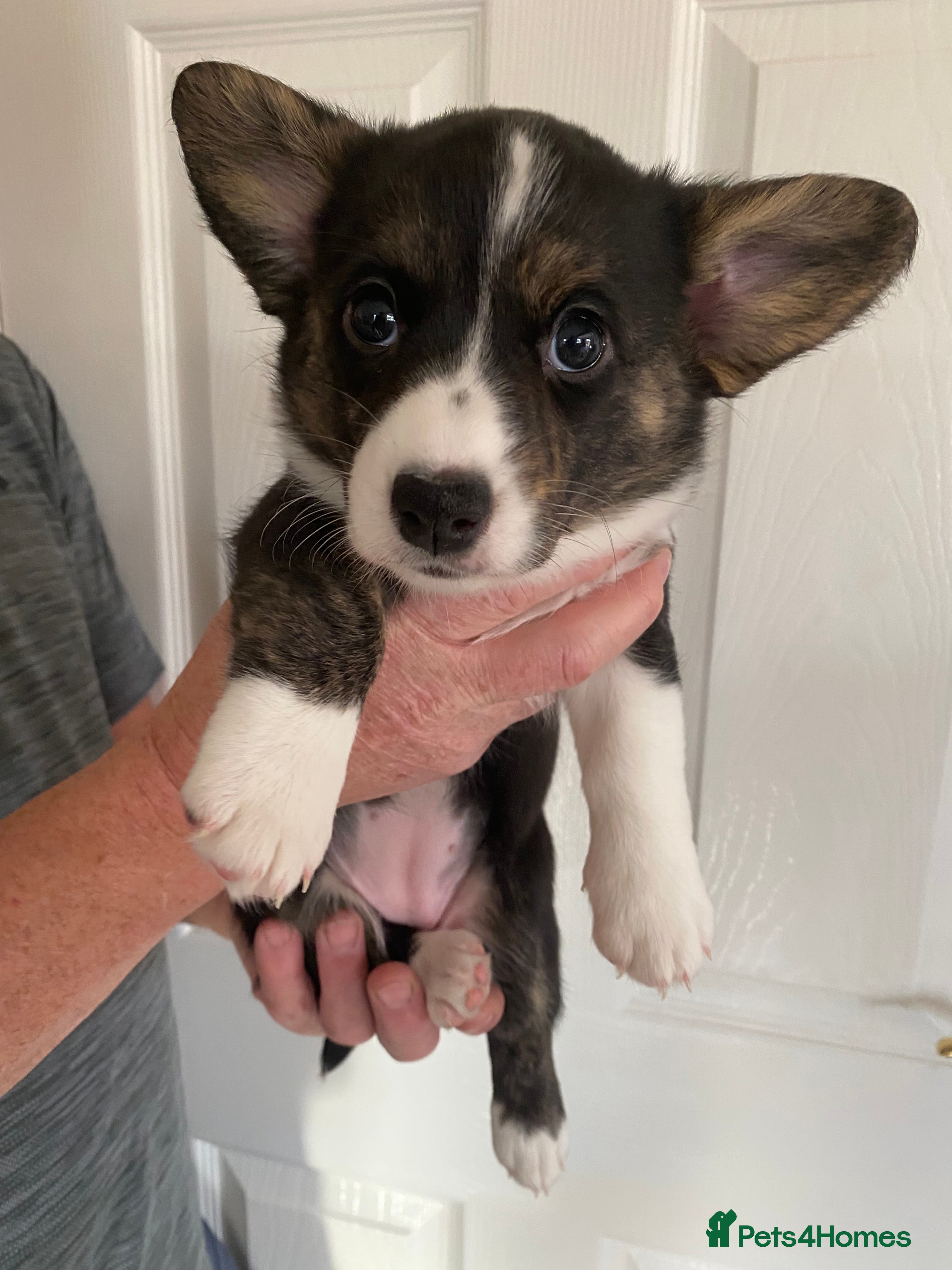 Welsh Corgi Cardigan dogs WELSH CARDIGAN CORGI BABIES - Advert 1