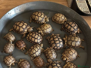 Tortoise reptiles - Advert 2