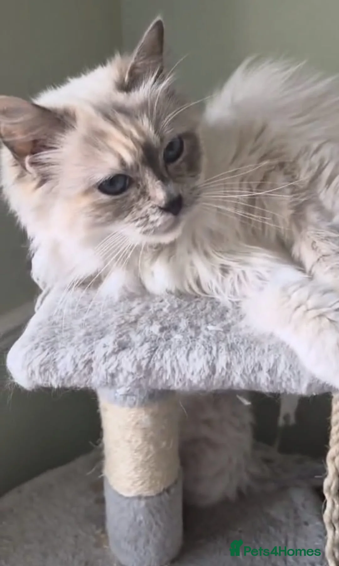 Ragdoll cats for sale: Beautiful gccf reg Rsgdoll boy - Advert 13