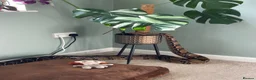 Snake reptiles for sale: Female BCC Common with Vivarium  - Advert 4