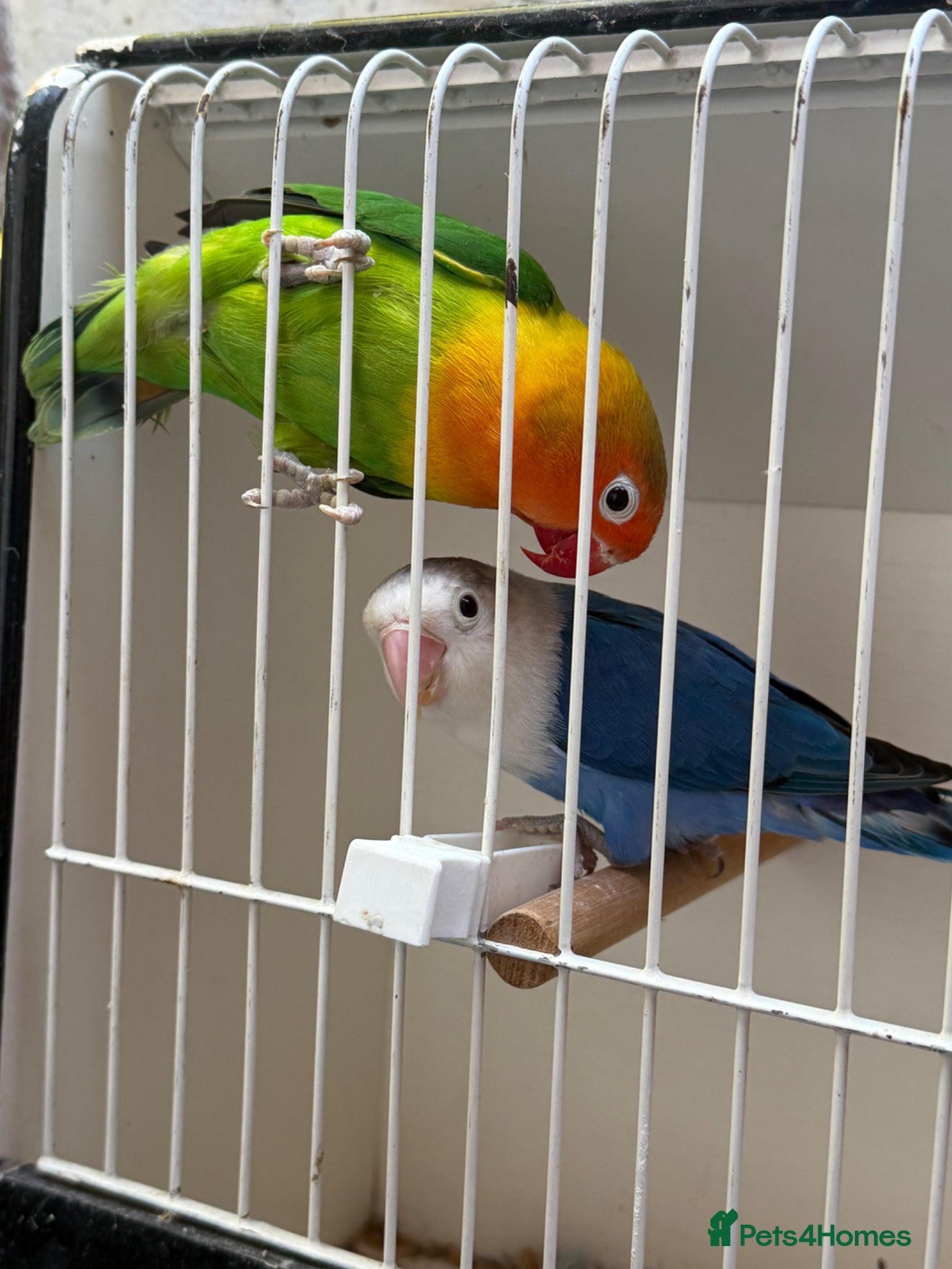 Lovebirds birds Lovebirds pair - Advert 5