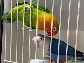 Lovebirds birds Lovebirds pair - Advert 20