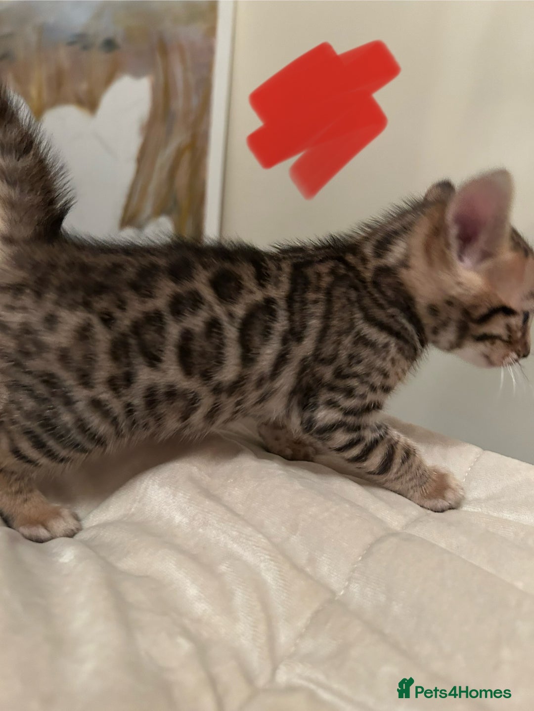 Bengal cats for sale: ❤️ Stunning Bengal Kittens for Reservation ❤️ - Advert 10
