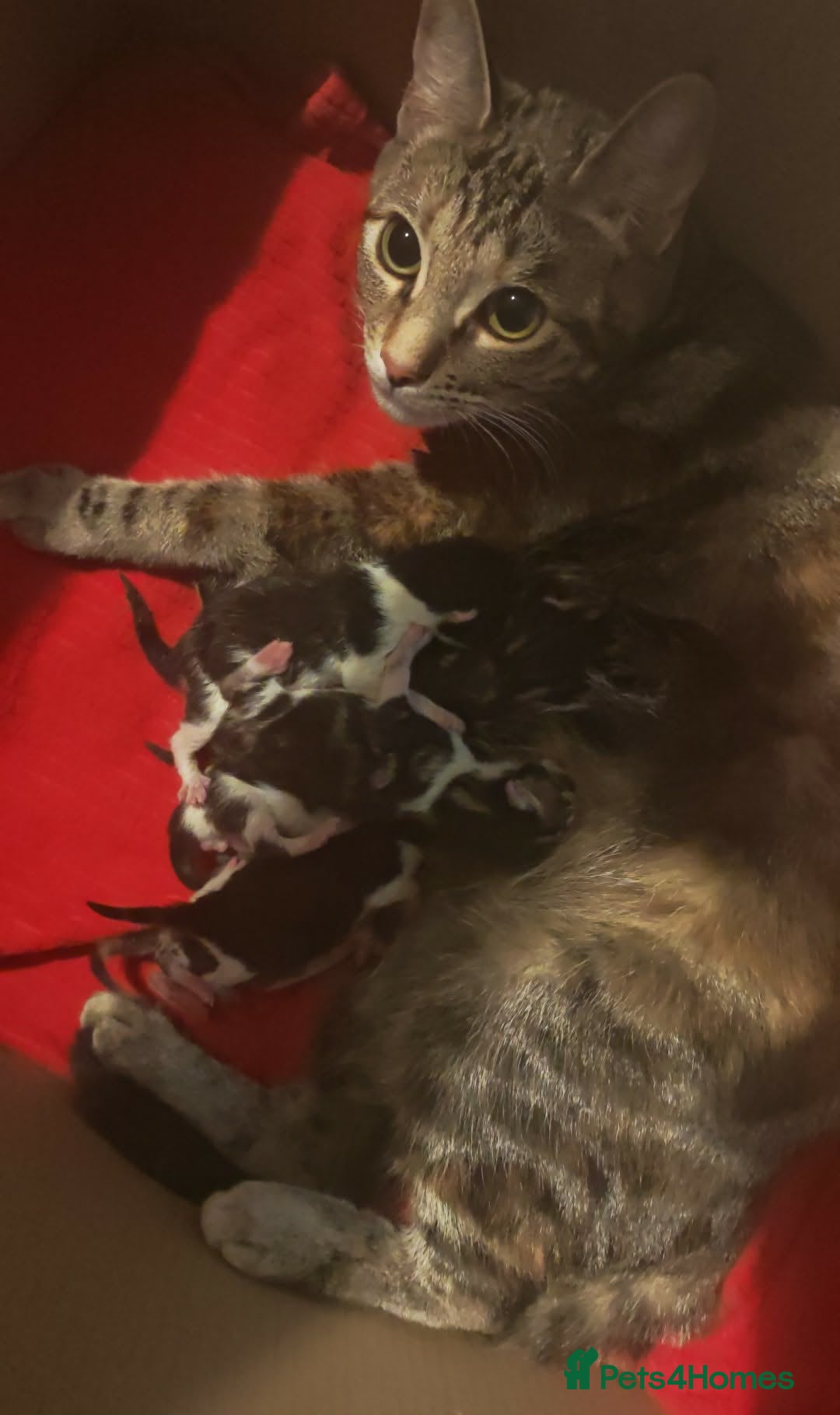Mixed Breed cats Family friendly DSH kittens - Advert 2