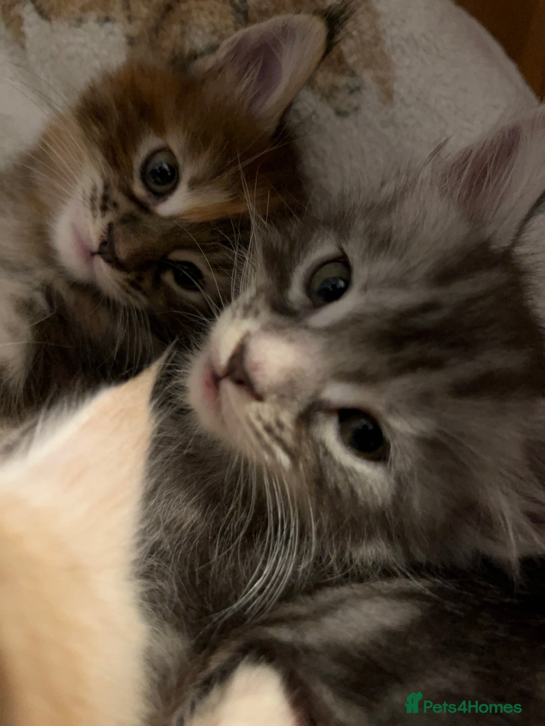 Maine Coon cats for sale: Purebred Maine Coon kittens - Image 5