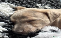 Whippet dogs for sale: BLUE BRINDLE GIRL!!! KC reg £1200 available now - Image 1