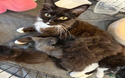 Maine Coon cats for sale:  Adorable Ragdoll x Maine Coon Kittens  - Image 14