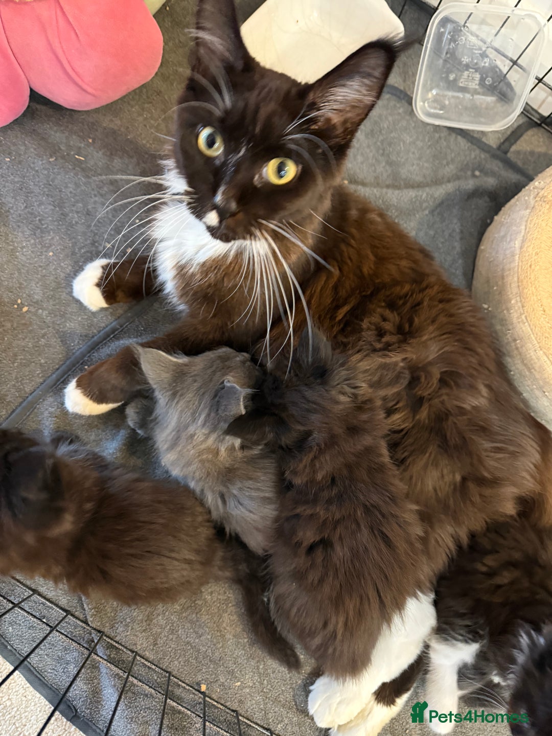 Maine Coon cats for sale:  Adorable Ragdoll x Maine Coon Kittens  - Image 14