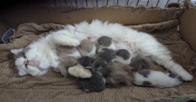 British Shorthair cats - Advert 7