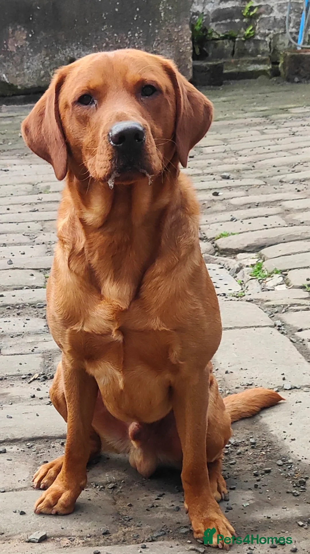 Labrador Retriever dogs for sale: HEREDITARY CLEAR KC REG FOX RED DOG - Advert 1