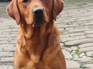 Labrador Retriever dogs HEREDITARY CLEAR KC REG FOX RED DOG - Advert 1