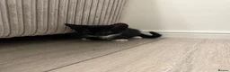 Mixed Breed cats for sale: Beautiful Mother Cat & 4 Lovely Kittens - Advert 3