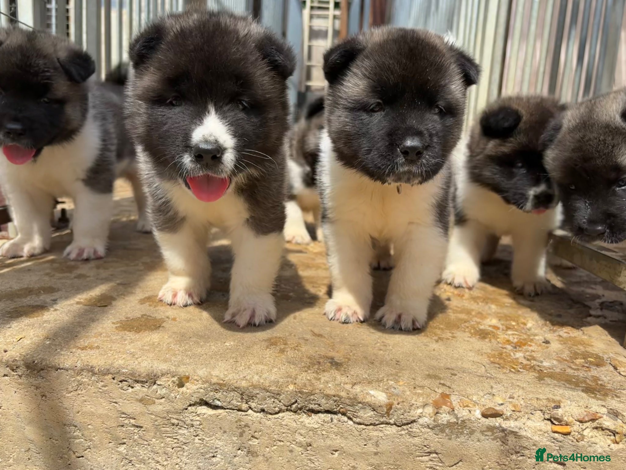 Akita dogs KC Reg American Akita puppies - Advert 2