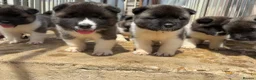 Akita dogs for sale: KC Reg American Akita puppies - Advert 1