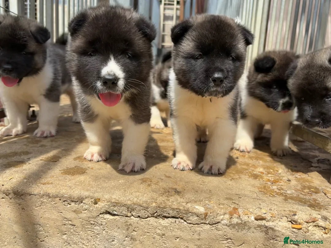 Akita dogs for sale: KC Reg American Akita puppies - Advert 1