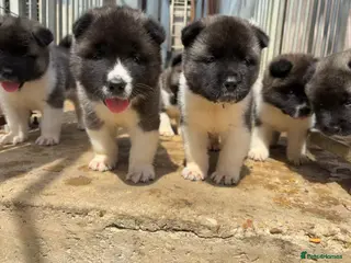 Akita dogs for sale: KC Reg American Akita puppies - Advert 1