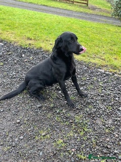 Labrador Retriever dogs Lovely Black Labrador Dog - Advert 3