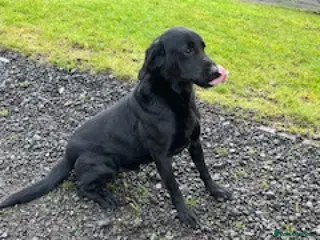 Labrador Retriever dogs Lovely Black Labrador Dog - Advert 3