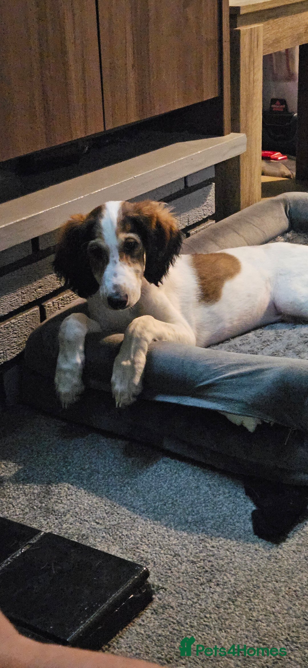 Saluki dogs for sale: Reduced registered saluki pup - Advert 8