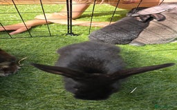 Dwarf Lop rabbits for sale: 9 Dwarf lop Rabbits ready for a new home - Image 14