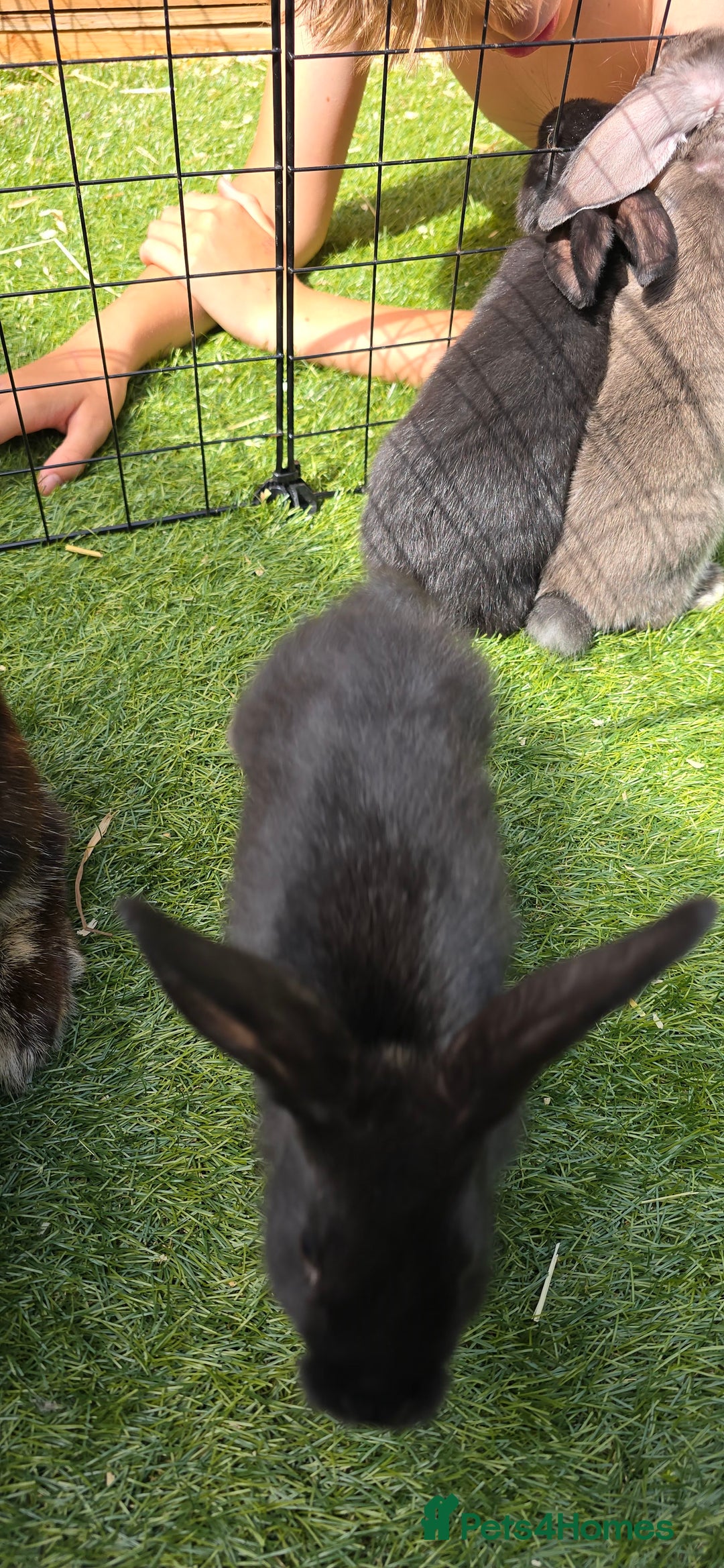Dwarf Lop rabbits for sale: 9 Dwarf lop Rabbits ready for a new home - Image 14