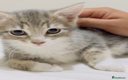 Mixed Breed cats for sale: Kittens ready to go - Image 13