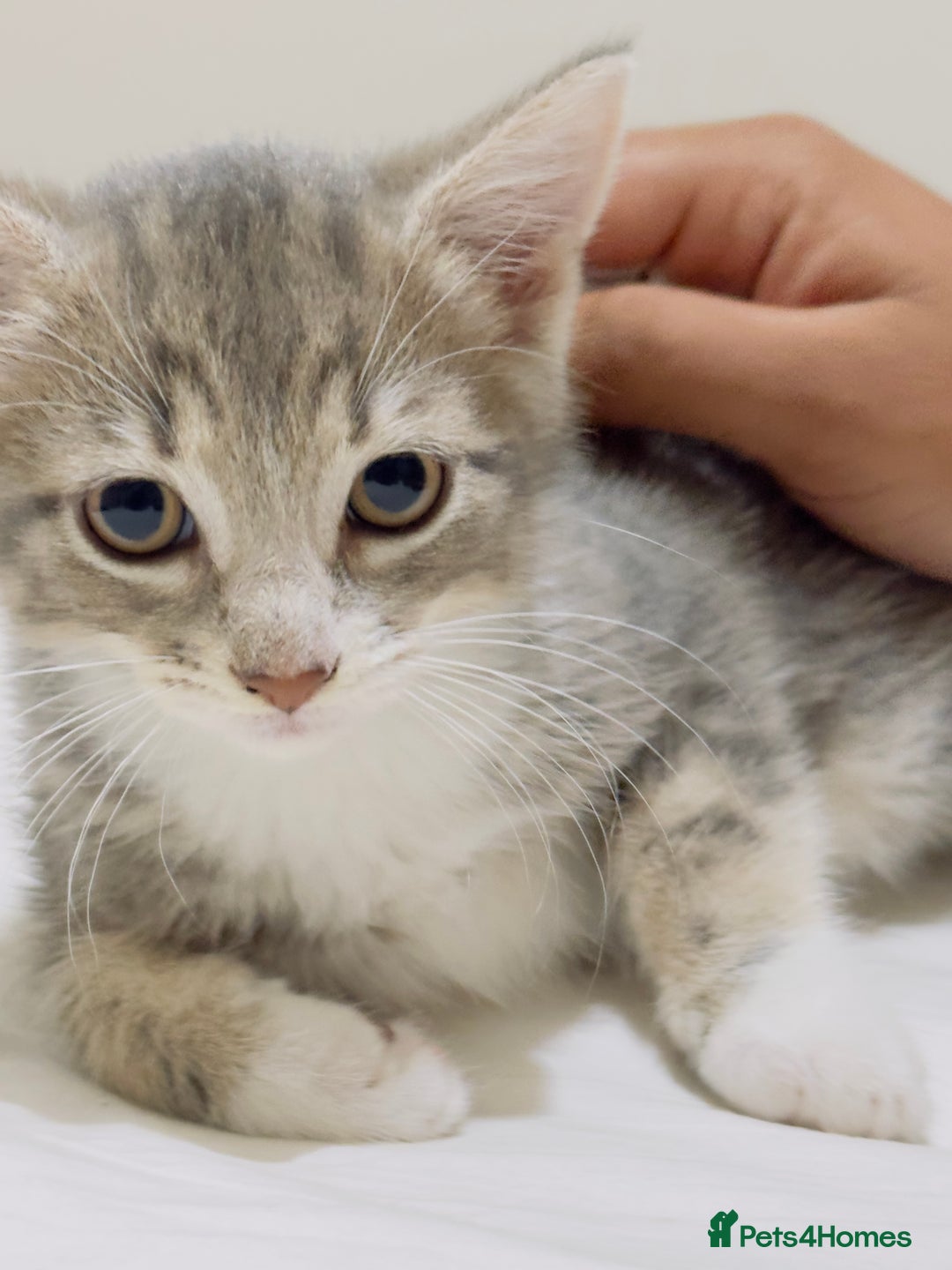 Mixed Breed cats for sale: Kittens ready to go - Image 13