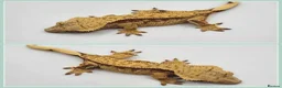 Gecko reptiles for sale: Various Crested Geckos - Advert 8