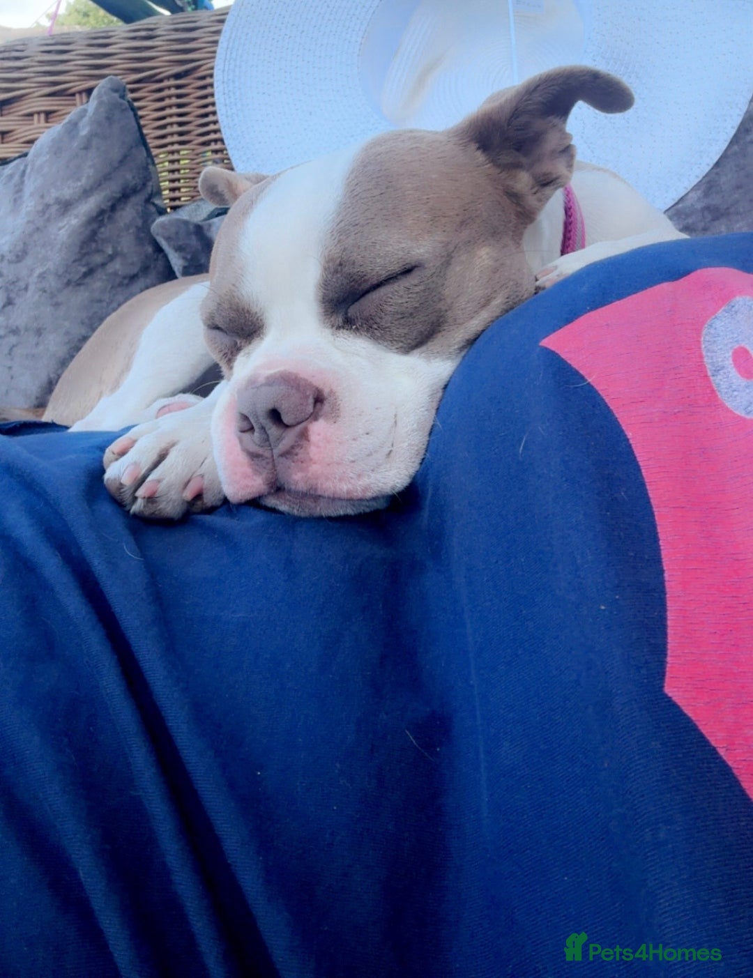 Mixed Breed dogs for sale: 21-Month Female Staff x Boston seeking active home - Advert 4