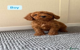 Cockapoo dogs for sale: 6 stunning cockapoo puppies  - Image 4