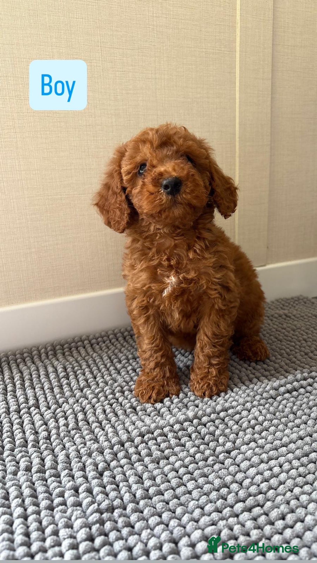 Cockapoo dogs for sale: 6 stunning cockapoo puppies  - Image 4