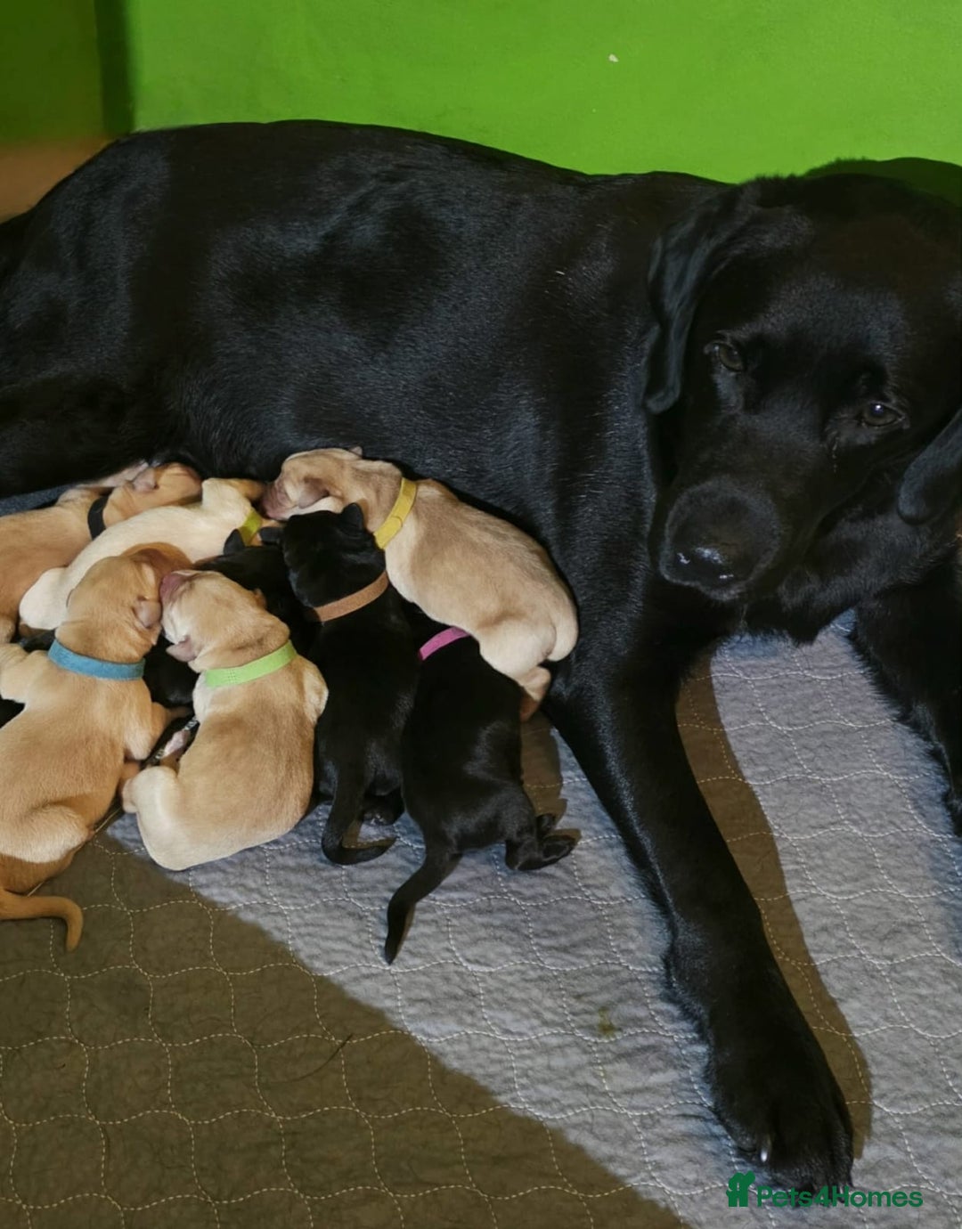 Labrador Retriever dogs for sale: Labrador puppies - Advert 1