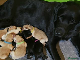Labrador Retriever dogs Labrador puppies - Advert 9