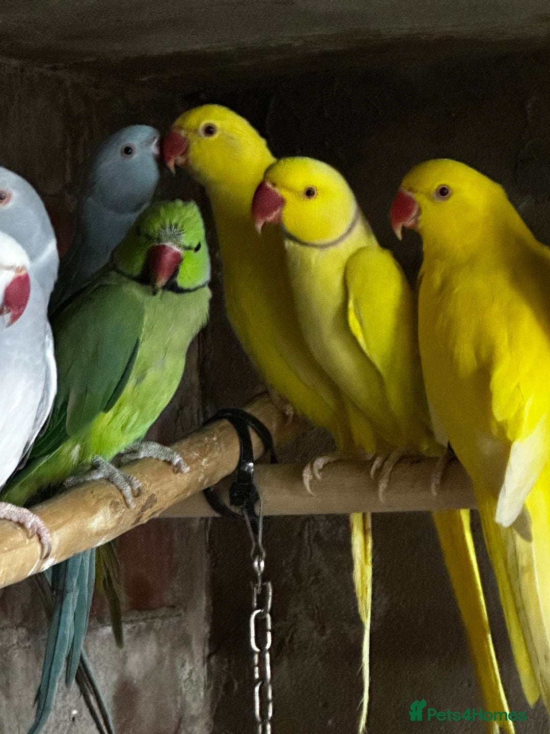 Mixed Breed birds for sale: Different birds for sale  - Advert 5