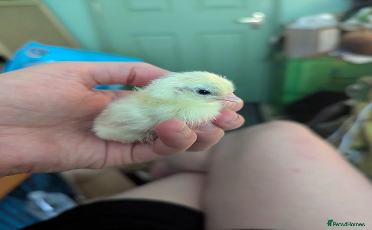 Chickens poultry - Advert 4