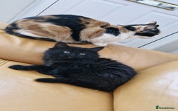 Mixed Breed cats for sale: Last boy. Possible delivery - Advert 2