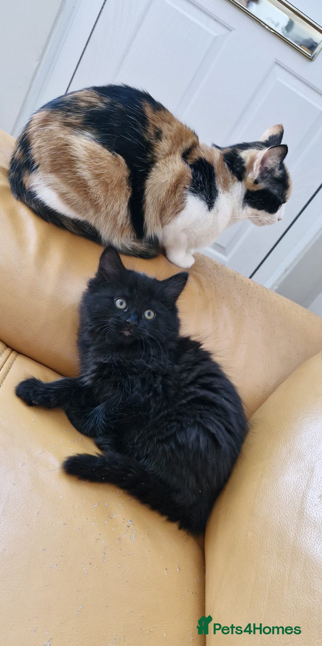 Mixed Breed cats for sale: Last boy. Possible delivery - Advert 2